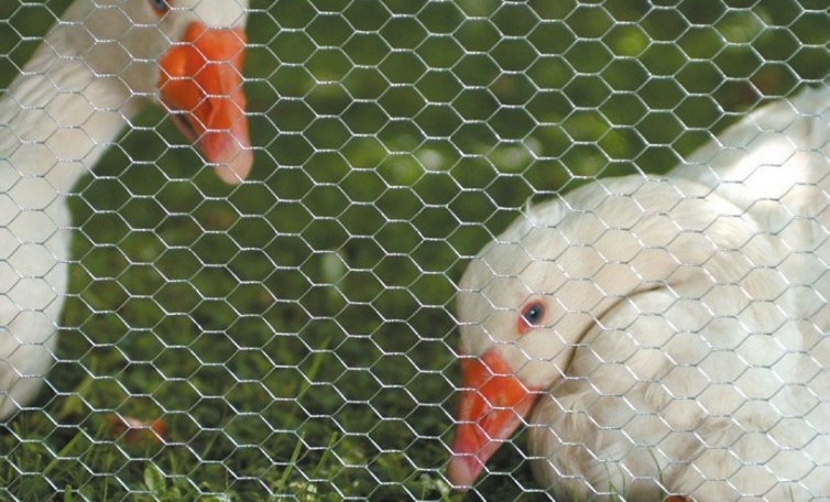 Chicken Wire Mesh – Galvanized Hexagonal Wire Mesh for Poultry