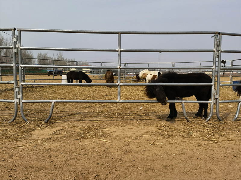 Cattle Fence